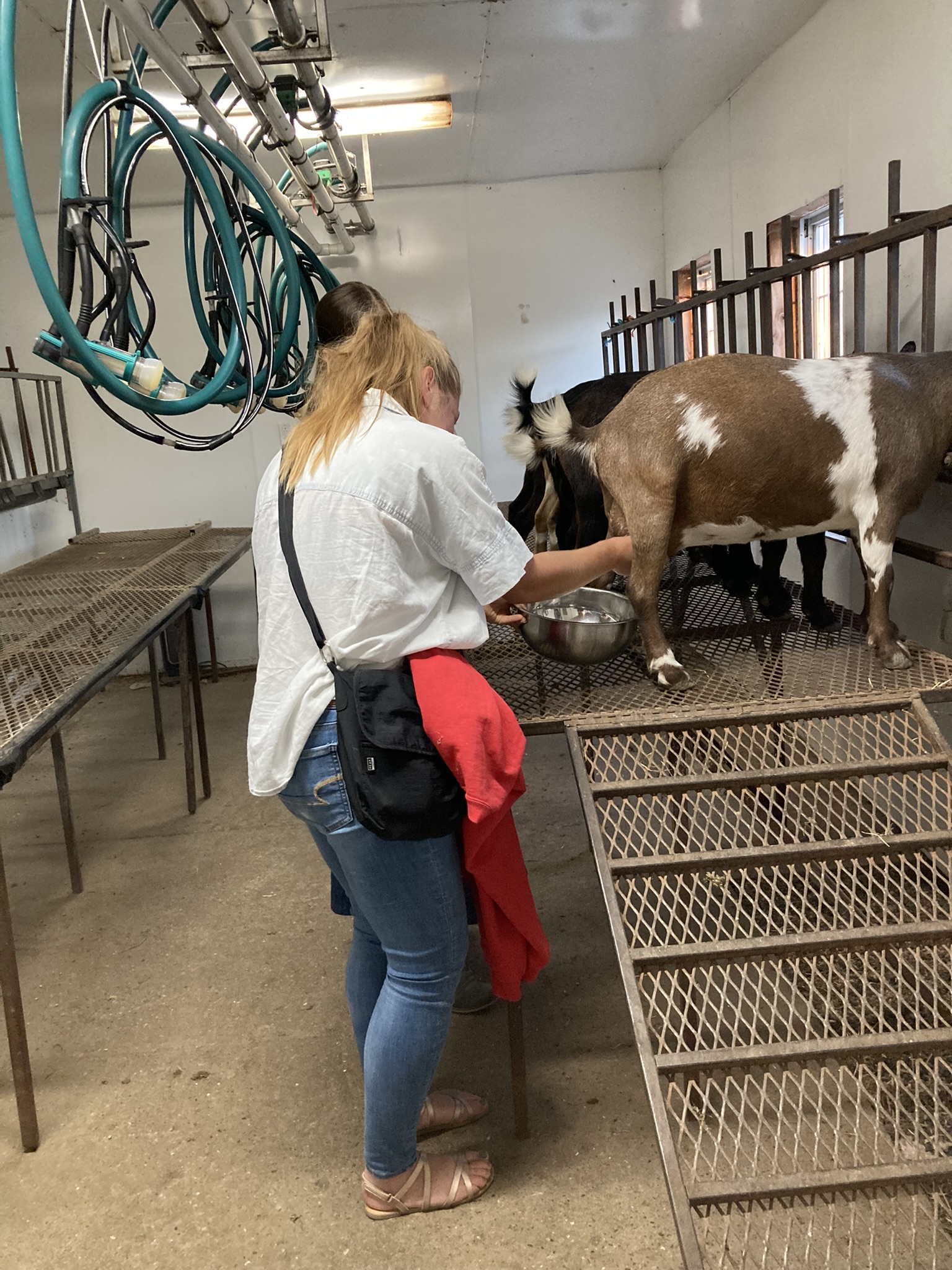 Learning to milk by hand